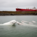 Beluga Whales Go Silent as First Cargo Ship Approaches Churchill Estuary
