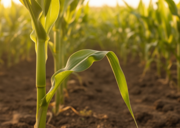 Maize STEM BENDING1 gene reveals how stems stay upright through cell wall and auxin control