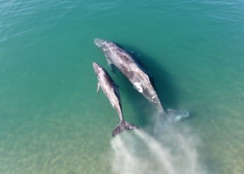 Drone Footage Captures Gray Whale Calves Learning Foraging Tricks From Their Mothers