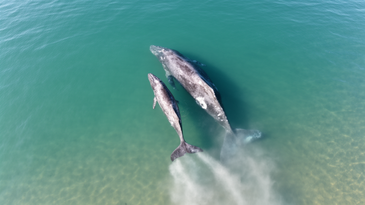 Drone Footage Captures Gray Whale Calves Learning Foraging Tricks From Their Mothers