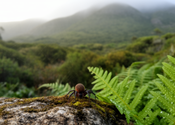 New spider species Chumma foordi discovered in South Africa’s Kirstenbosch garden