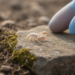 Tiny Predator Makes History: First Atemnid Pseudoscorpion Found in Armenia