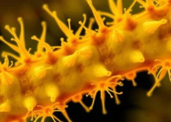 Oil-Eating Bacterium Rebuilds Its Cell Surface to Degrade Tough Long-Chain Alkanes