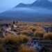 Free-Roaming Dogs Are Attacking Ecuador’s Most Endangered Andean Animals