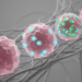 Ovarian Cancer Cells Outsmart CXCR4 Blockade at High Doses, Study Finds
