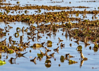 Heat Waves Reshape Life in a European Estuary, Hitting Invasive Waterweed Hard