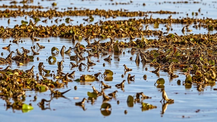 Heat Waves Reshape Life in a European Estuary, Hitting Invasive Waterweed Hard