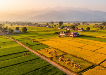 Bayesian model maps climate shocks on Nepal’s Terai cereal yields