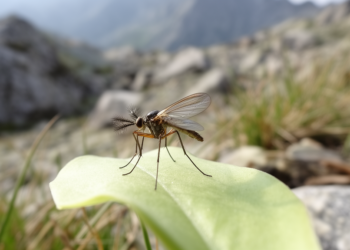 A Midge From a Nuclear Test Site Turns Up in the Caucasus, Rewriting Its Family Tree