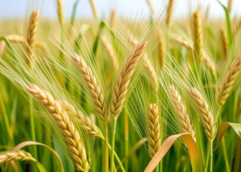 New Cytogenetic Toolkit Gives Breeders a Clear View of Wild Wheatgrass Genes for Hardier Wheat