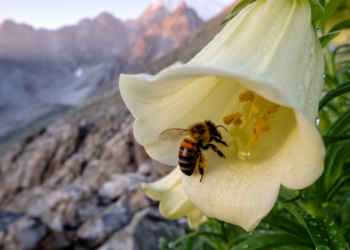 Rare alpine bee revealed as a threefold specialist living inside a giant plant