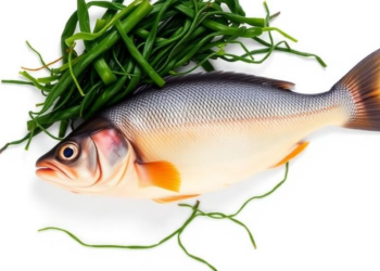 Seaweed in Fish Feed Rewires the Gut Microbiome to Boost Amino Acid Metabolism