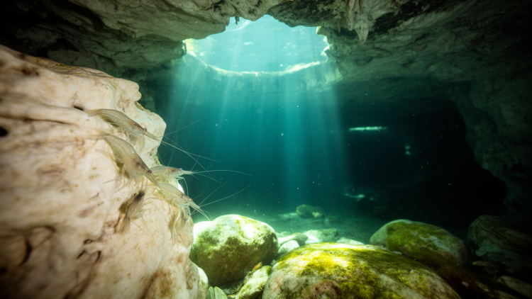 Stable isotopes reveal how blind cave shrimps anchor Yucatan anchialine food webs