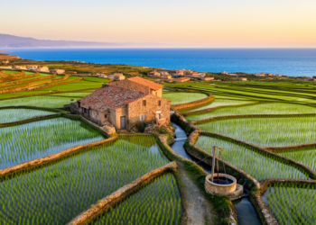 Rice fields are quietly poisoning Sardinia’s drinking water with sea salt