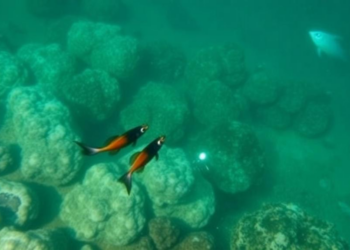 OceanEyes Turns India’s Coastlines Into a Living Lab for Marine Life