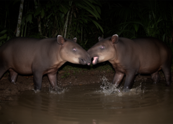 Baird’s Tapirs Caught on Camera in Brutal Fights and Secret Whistles at Mexican Watering Holes
