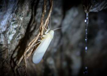 Blind, Wingless and Living on Cave Roots: Brazil’s New Planthopper Is the First of Its Kind in the Americas