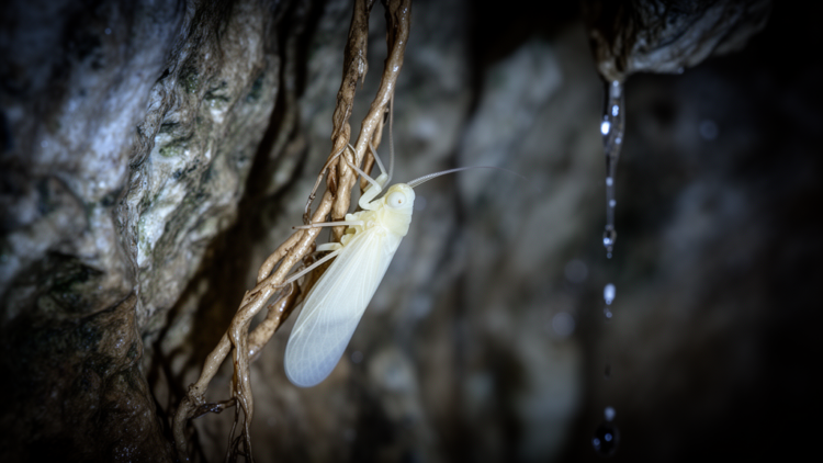 Blind, Wingless and Living on Cave Roots: Brazil’s New Planthopper Is the First of Its Kind in the Americas