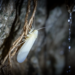 Blind, Wingless and Living on Cave Roots: Brazil’s New Planthopper Is the First of Its Kind in the Americas