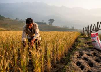 Fertilizer shortages and wild animal damage hold back wheat farming in Nepal’s Kanchanpur district