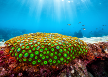 Zoantharians Break the Rules of Marine Biogeography With Weak Ocean-Basin Genetic Split
