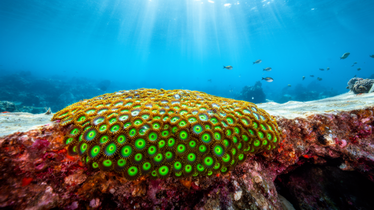 Zoantharians Break the Rules of Marine Biogeography With Weak Ocean-Basin Genetic Split