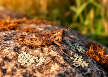 Madagascar’s Boulder Pygmy Grasshopper Revealed as a 126-Year-Old Taxonomic Mystery Solved