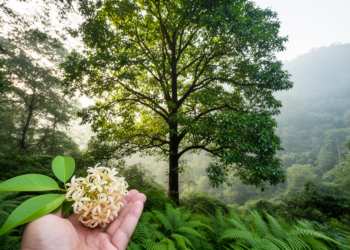 New Camphor Tree Species Hidden in Guangdong’s Forests Revealed by DNA and Unusual Flowers