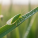 Leafhopper Mitochondrial Genomes Expose a Broken Genus