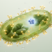 Sugar tags on proteins reveal how microalgae survive CO2 starvation