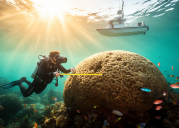 Map the Giants: Citizen Scientists Race to Chart the Ocean’s Largest Coral Colonies