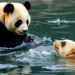 Giant pandas lose smell genes just like seals and whales, study finds