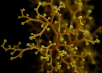 New DNA Primers Crack a 175-Year-Old Mystery of a New Zealand Seaweed