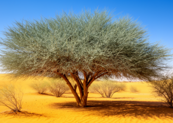 CO2 boost helps UAE’s iconic Ghaf tree thrive while other native legumes struggle