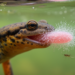 Tiny Ciliates Carpet the Tongues of Smooth Newts, Threatening Their Suction Feeding