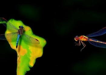 Dragonflies and Damselflies Draw Contrasting Maps of the Neotropics