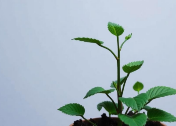 Melatonin Rewires Plant Metabolism to Survive Stress, Review Finds