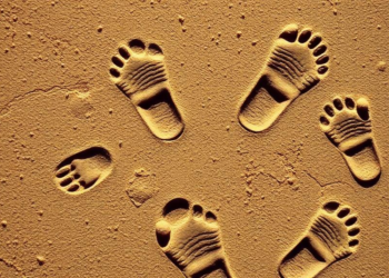 Ancient Footprints Reveal Tiny Mammal Relatives Walking Jurassic China