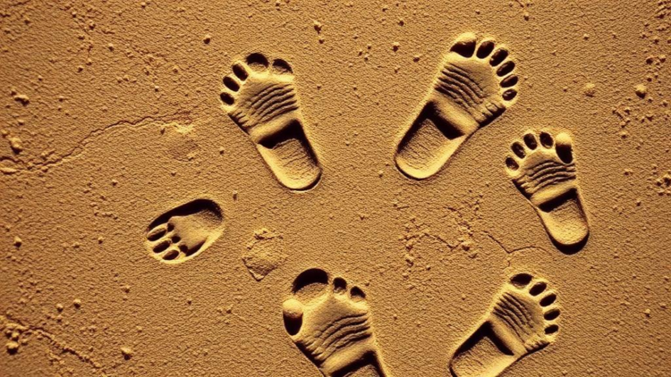 Ancient Footprints Reveal Tiny Mammal Relatives Walking Jurassic China