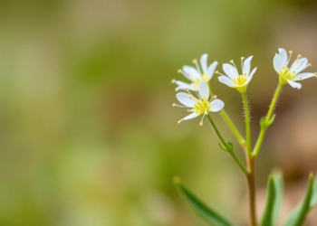 Glabrous New Milk-Vetch Species Discovered on Baima Mountain in Yunnan