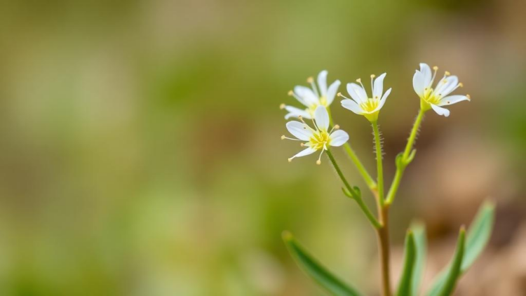 Glabrous New Milk-Vetch Species Discovered on Baima Mountain in Yunnan