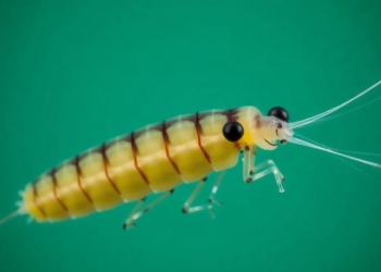 Iraq’s Copepods Revealed: 51 Species and One Surprising Invader