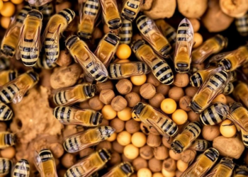 Bee hotels across Canada reveal hidden lives of cavity-nesting bees and wasps