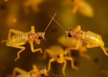 Two new pygmy mole cricket relatives from 99-million-year-old amber reveal evolution caught in the act