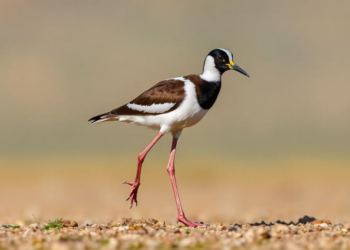 White-tailed Lapwing Confirmed Breeding in Georgia for the First Time