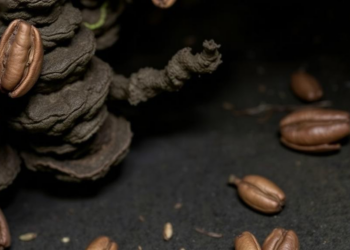 New Cave-Dwelling Coffee Relative Discovered in Guangxi’s Karst Caves