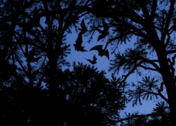 Bats in Chile’s endangered forest peak twice a season, revealing hidden survey windows