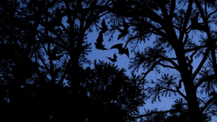 Bats in Chile’s endangered forest peak twice a season, revealing hidden survey windows