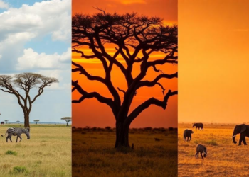African Mahogany Rewrites Its Own Life Story Across Three Contrasting Savannas