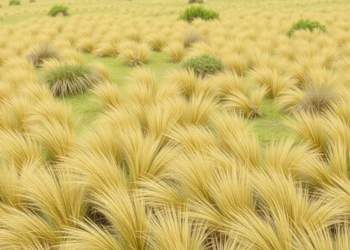 Nordic-Baltic Grassland Database Grows to 12,694 Vegetation Plots